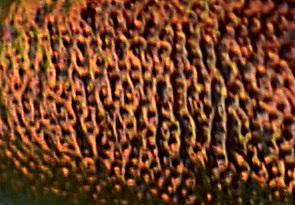 Cryptocephalus sp.